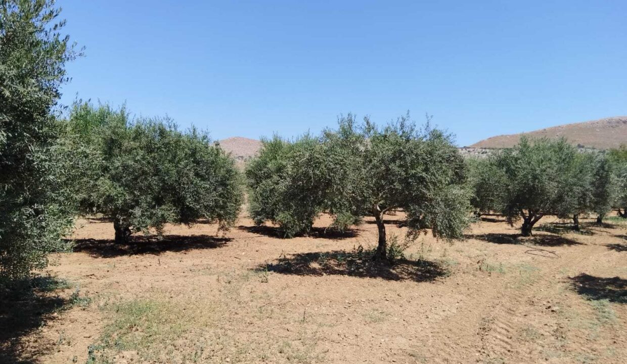 εικόνα_Viber_2026-07-08_15-25-59-242