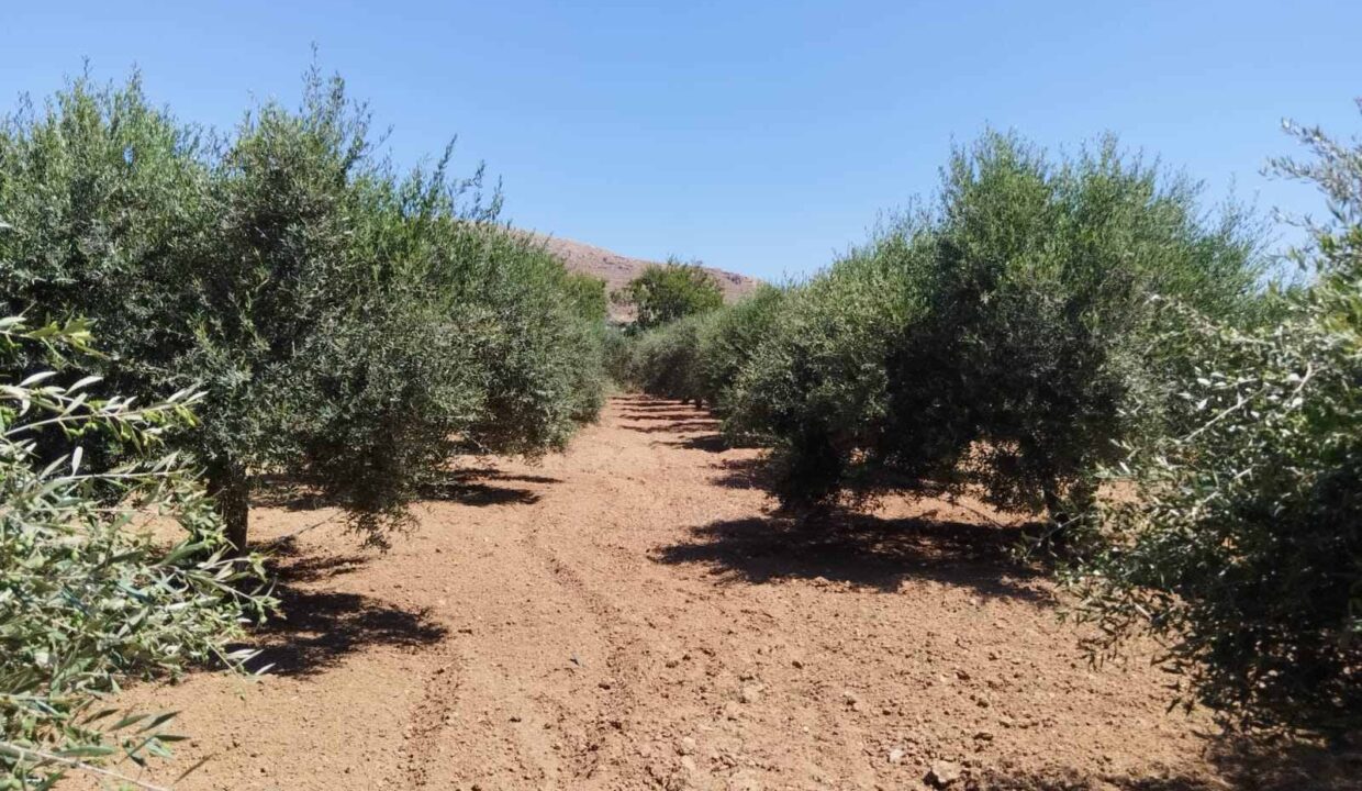 εικόνα_Viber_2026-07-08_15-25-59-271