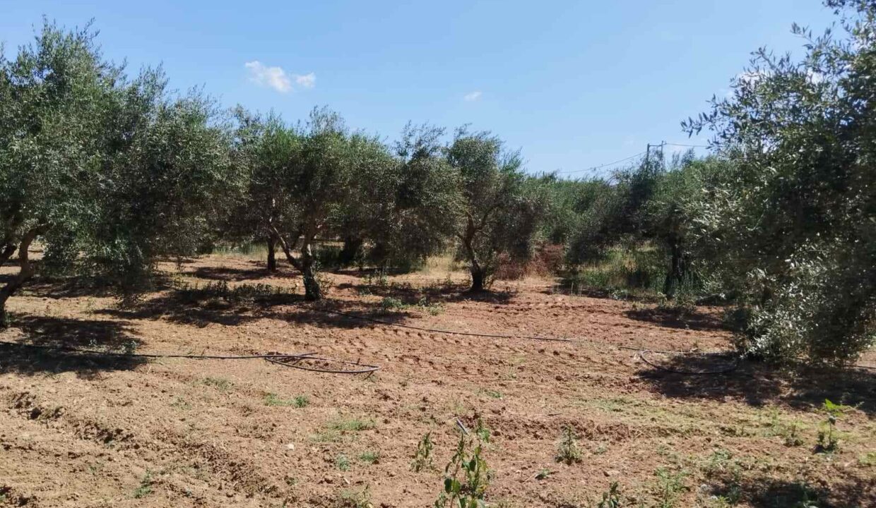 εικόνα_Viber_2026-07-08_15-25-59-318