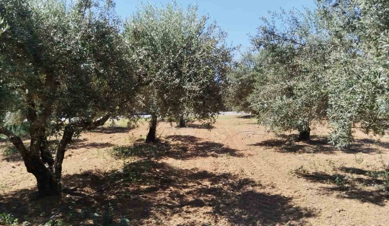 εικόνα_Viber_2026-07-08_15-25-59-342