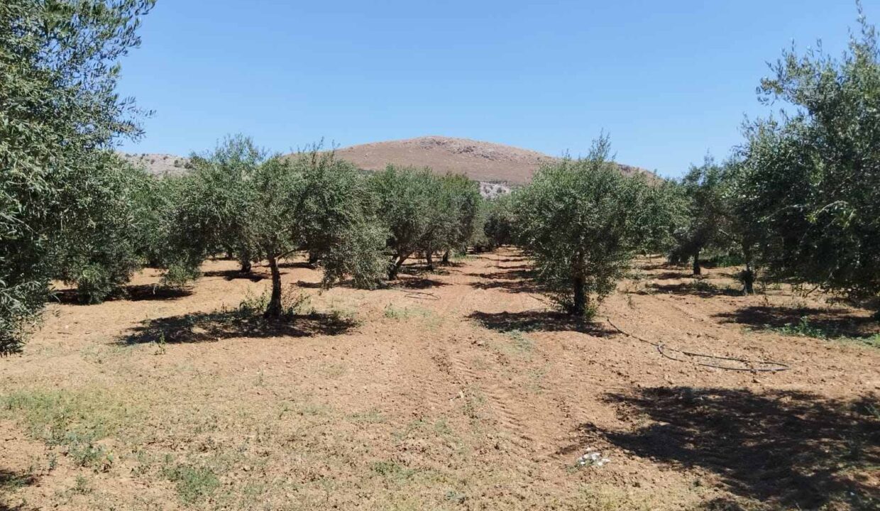 εικόνα_Viber_2026-07-08_15-25-59-364