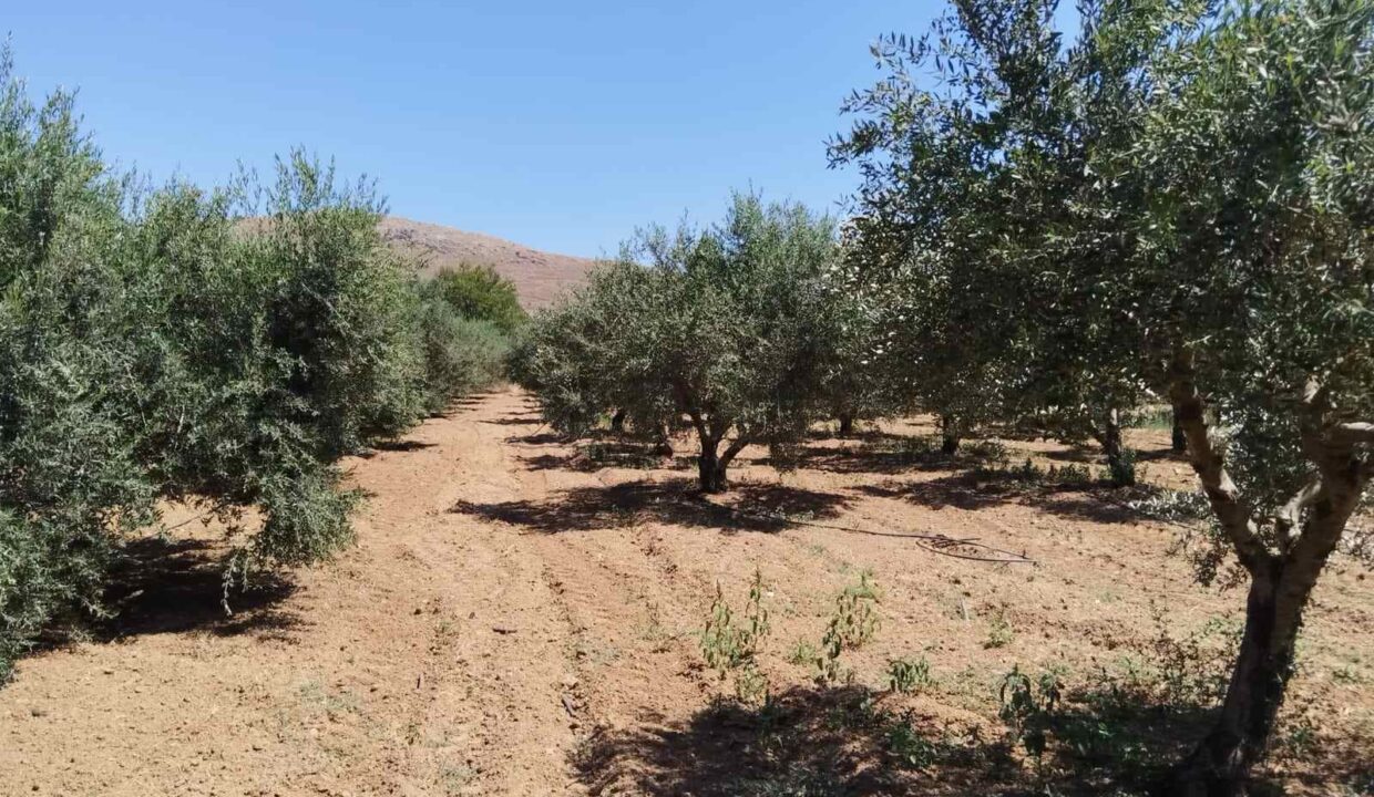 εικόνα_Viber_2026-07-08_15-25-59-412
